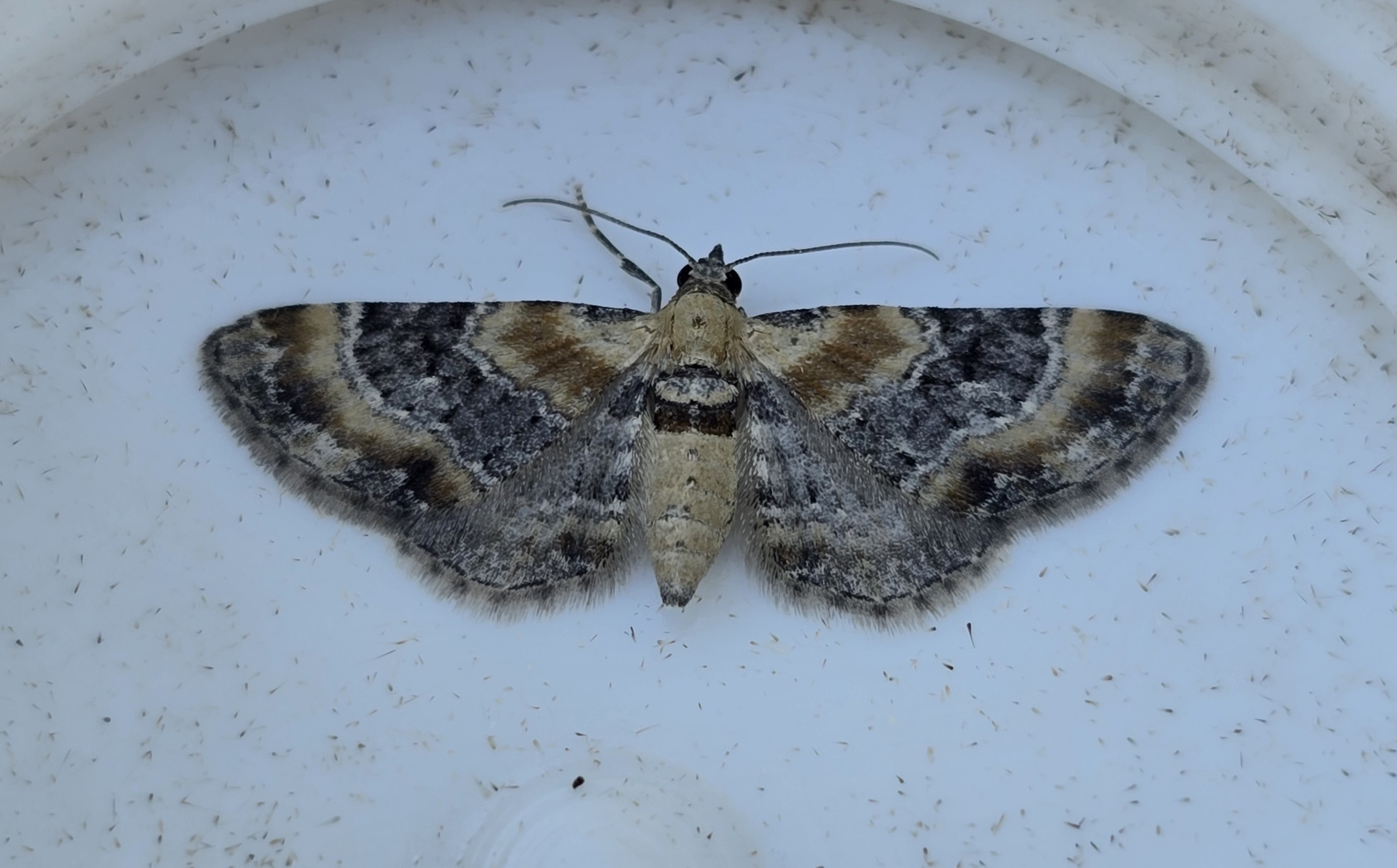 Photo of Toadflax Pug (Eupithecia linariata)